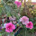 Roze duifkruid Double Salmon Rose (Scabiosa atropurpurea) zaden