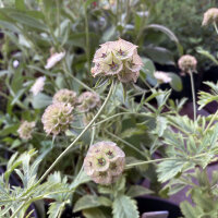 Sterkogelbloem Drumsticks (Scabiosa stellata) zaden