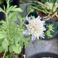 Sterkogelbloem Drumsticks (Scabiosa stellata) zaden