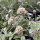 Sterkogelbloem Drumsticks (Scabiosa stellata) zaden