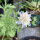 Sterkogelbloem Drumsticks (Scabiosa stellata) zaden