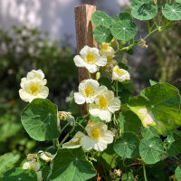 Roomwitte Oost-Indische kers Milkmaid (Tropaeolum majus) zaden