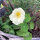 Roomwitte Oost-Indische kers Milkmaid (Tropaeolum majus) zaden