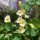 Roomwitte Oost-Indische kers Milkmaid (Tropaeolum majus) zaden