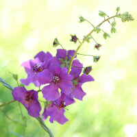Paarse toorts mix (Verbascum phoeniceum) zaden