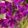 Paarse toorts mix (Verbascum phoeniceum) zaden
