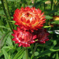 Hoge strobloem ‘Coppery Red’ (Xerochrysum...