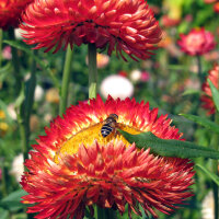 Hoge strobloem ‘Coppery Red’ (Xerochrysum...