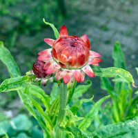 Hoge strobloem ‘Coppery Red’ (Xerochrysum bracteatum) zaden