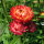 Hoge strobloem ‘Coppery Red’ (Xerochrysum bracteatum) zaden