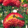 Hoge strobloem ‘Coppery Red’ (Xerochrysum bracteatum) zaden