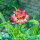 Hoge strobloem ‘Coppery Red’ (Xerochrysum bracteatum) zaden