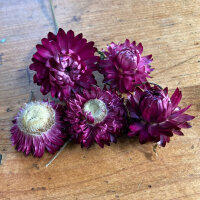 Hoge strobloem ‘Crimson Violet’ (Xerochrysum...