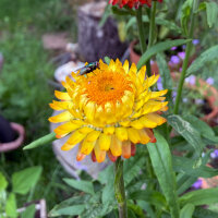 Strobloem Lemon Yellow (Xerochrysum bracteatum) zaden
