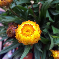 Strobloem Lemon Yellow (Xerochrysum bracteatum) zaden