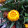 Strobloem Lemon Yellow (Xerochrysum bracteatum) zaden