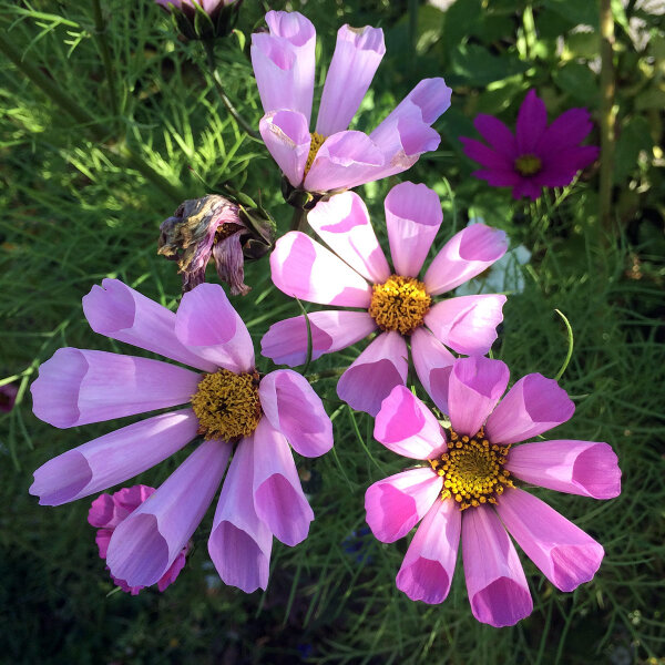 Cosmos mix Sea Shells (Cosmos bipinnatus) zaden