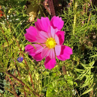 Cosmos mix Sea Shells (Cosmos bipinnatus) zaden