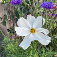 Witte Cosmea Sensation Purity (Cosmos bipinnatus) zaden