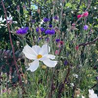 Witte Cosmea Sensation Purity (Cosmos bipinnatus) zaden