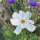 Witte Cosmea Sensation Purity (Cosmos bipinnatus) zaden