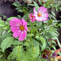 Tweekleurige cosmea Sensation Candy Stripe (Cosmos...