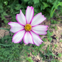 Tweekleurige cosmea Sensation Candy Stripe (Cosmos bipinnatus) zaden