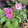 Tweekleurige cosmea Sensation Candy Stripe (Cosmos bipinnatus) zaden