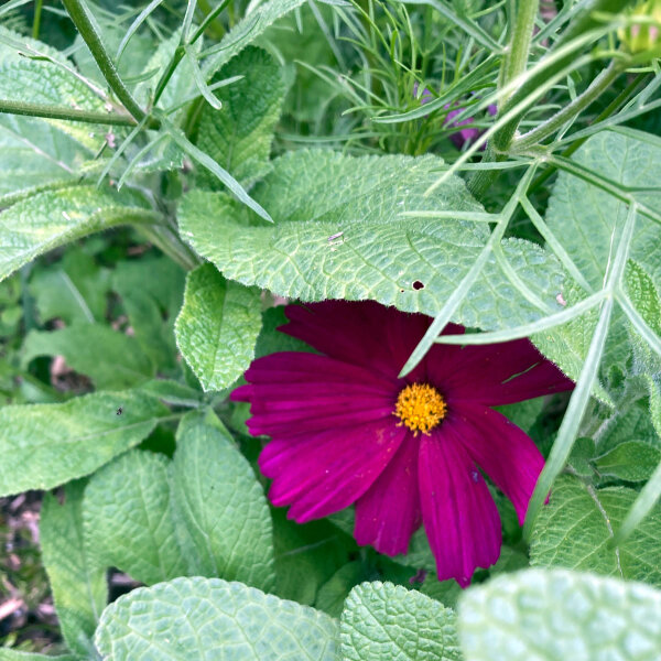 Karmijnrode cosmea Sensation Dazzler (Cosmos bipinnatus) zaden