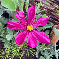 Karmijnrode cosmea Sensation Dazzler (Cosmos bipinnatus) zaden