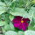 Karmijnrode cosmea Sensation Dazzler (Cosmos bipinnatus) zaden