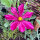 Karmijnrode cosmea Sensation Dazzler (Cosmos bipinnatus) zaden