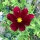 Karmijnrode cosmea Sensation Dazzler (Cosmos bipinnatus) zaden