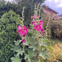 Stokroos mix (Alcea rosea) zaden
