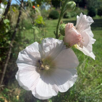 Stokroos mix (Alcea rosea) zaden