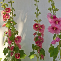 Stokroos mix (Alcea rosea) zaden