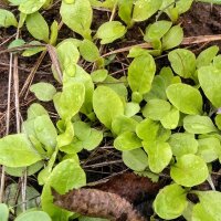 Kropsla Meikoning (Lactuca sativa) bio zaad