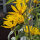 Maximilian-zonnebloem (Helianthus maximiliani) zaden