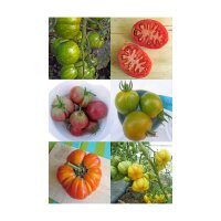 Kleurrijke oude tomatensoorten - zaden - cadeauset