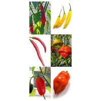 Beroemde chilipepers - zaden-cadeaset