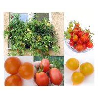 Balkon-Tomaten - zaad-cadeau set