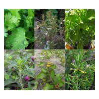 Pittige cocktailkruiden - zaad - cadeau set