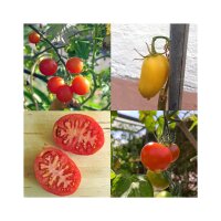 Historische tomatensoorten (bio) - zaad-cadeau set