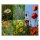 Zomer weide bloemen - zaad-cadeau set