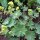 Geelgroene vrouwenmantel (Alchemilla xanthochlora) zaden