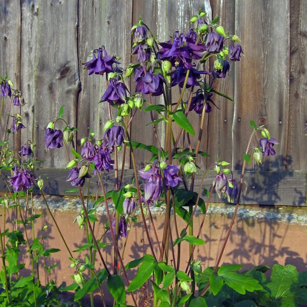 Wilde akelei (Aquilegia vulgaris) zaden