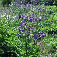 Wilde akelei (Aquilegia vulgaris) zaden