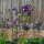 Wilde akelei (Aquilegia vulgaris) zaden