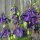 Wilde akelei (Aquilegia vulgaris) zaden