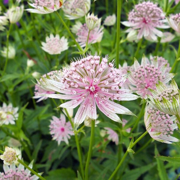 Groot sterrenscherm (Astrantia major) zaden